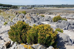 Inula crithmoides Golden-samphire