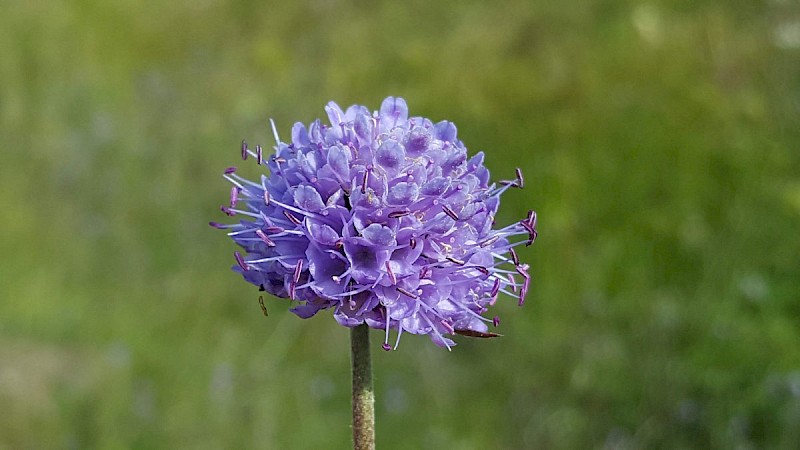 Succisa pratensis - © Barry Stewart