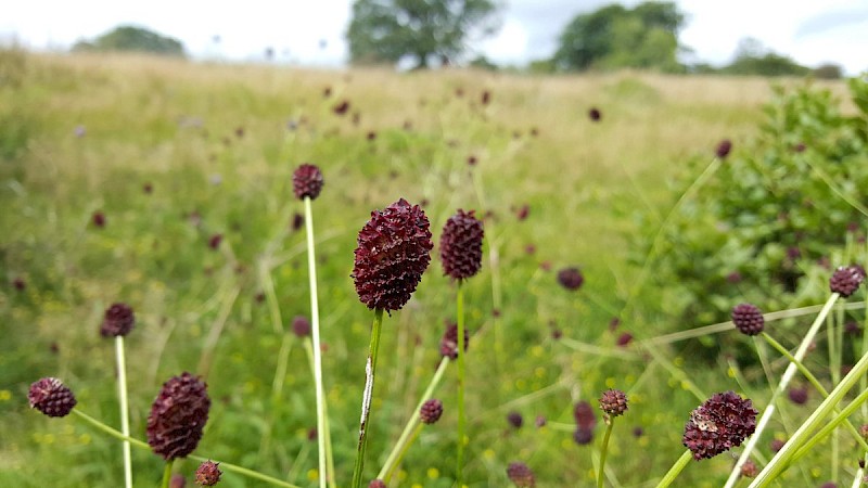 Sanguisorba officinalis - © Barry Stewart