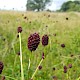 Sanguisorba officinalis