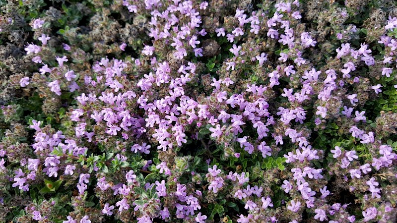 Thymus polytrichus - © Barry Stewart