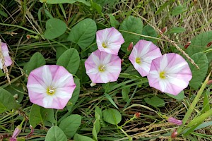 Convolvulus arvensis Field Bindweed