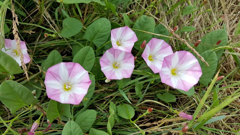 Convolvulus arvensis - © Barry Stewart