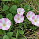 Convolvulus arvensis