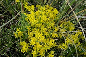 Sedum acre Biting Stonecrop