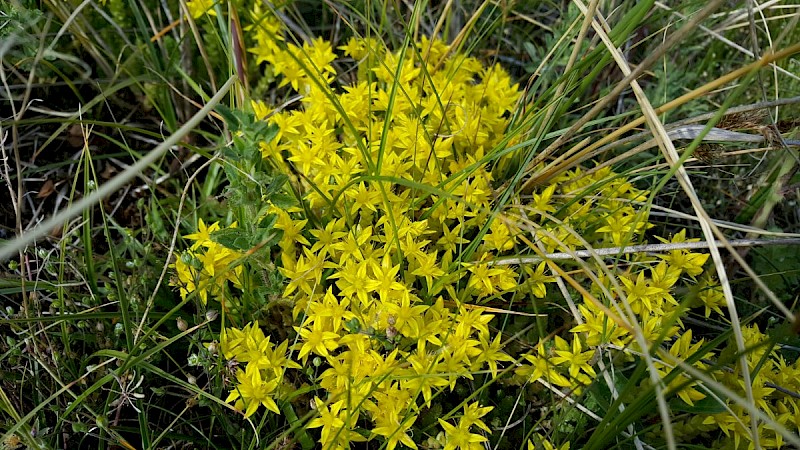 Sedum acre - © Barry Stewart