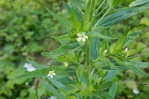 Lithospermum officinale Common Gromwell