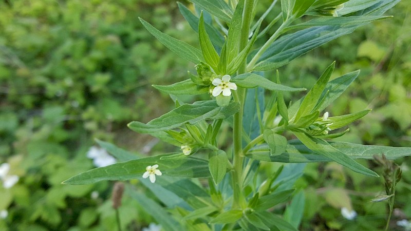 Lithospermum officinale - © Barry Stewart