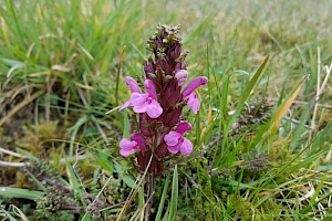 Pedicularis sylvatica Lousewort