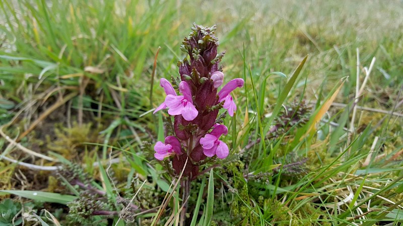 Pedicularis sylvatica - © Barry Stewart