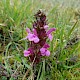 Pedicularis sylvatica