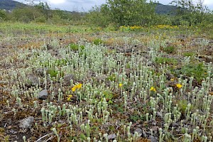 Filago vulgaris Common Cudweed