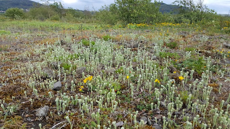 Filago vulgaris - © Barry Stewart