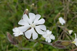 Silene latifolia White Campion