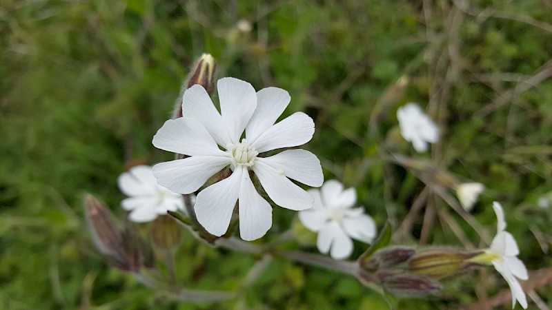 Silene latifolia - © Barry Stewart