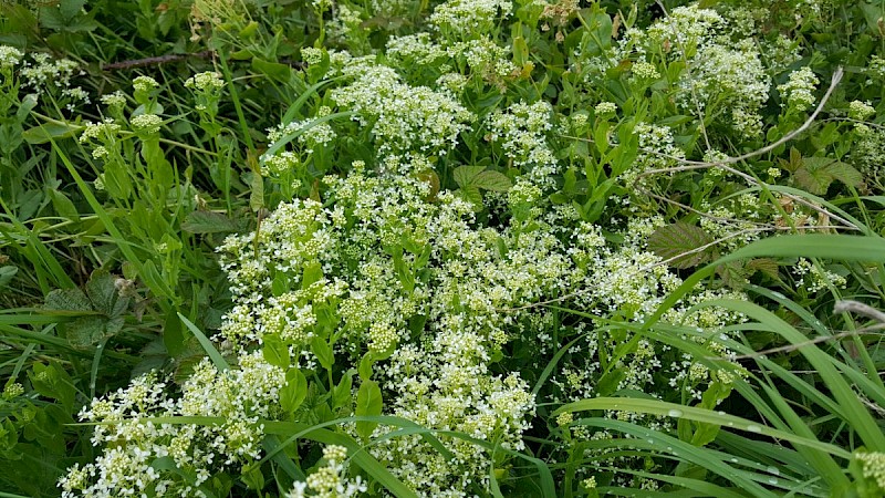 Lepidium draba - © Barry Stewart