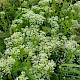 Lepidium draba