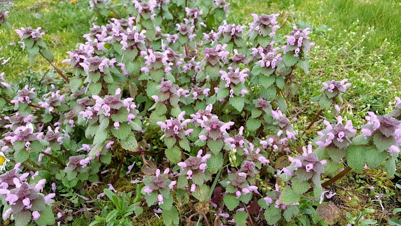 Lamium purpureum - © Barry Stewart