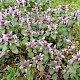 Lamium purpureum