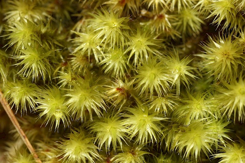 Breutelia chrysocoma - © Barry Stewart