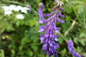 Vicia cracca Tufted Vetch