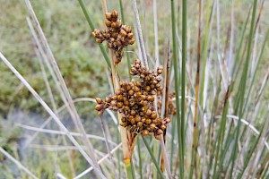 Juncus acutus Sharp Rush