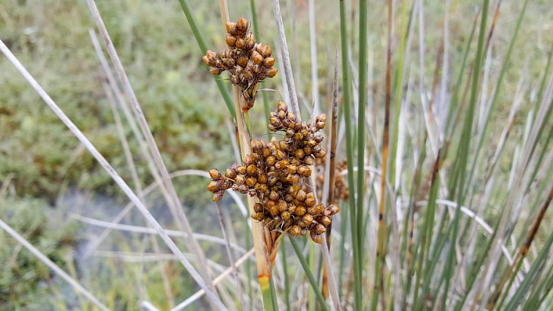 Juncus acutus - © Barry Stewart