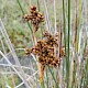 Juncus acutus