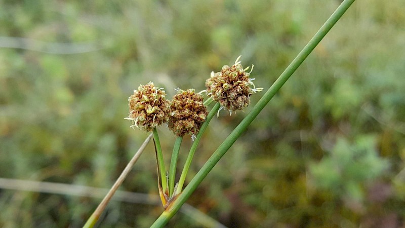 Scirpoides holoschoenus - © Barry Stewart