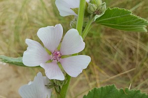 Althaea officinalis Marsh-mallow