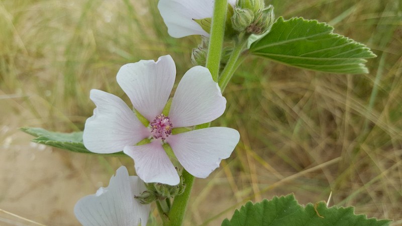 Althaea officinalis - © Barry Stewart