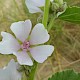 Althaea officinalis