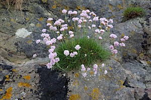 Armeria maritima Thrift