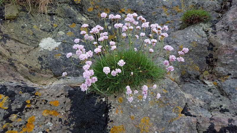 Armeria maritima - © Charles Hipkin