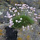 Armeria maritima