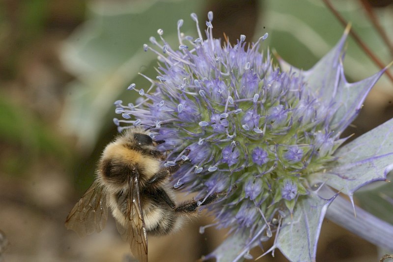 Eryngium maritimum - © Barry Stewart