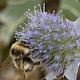 Eryngium maritimum