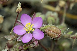 Spergularia rubra Sand Spurrey