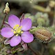 Spergularia rubra