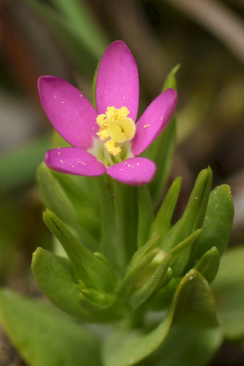 Centaurium pulchellum - © Barry Stewart