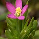 Centaurium pulchellum