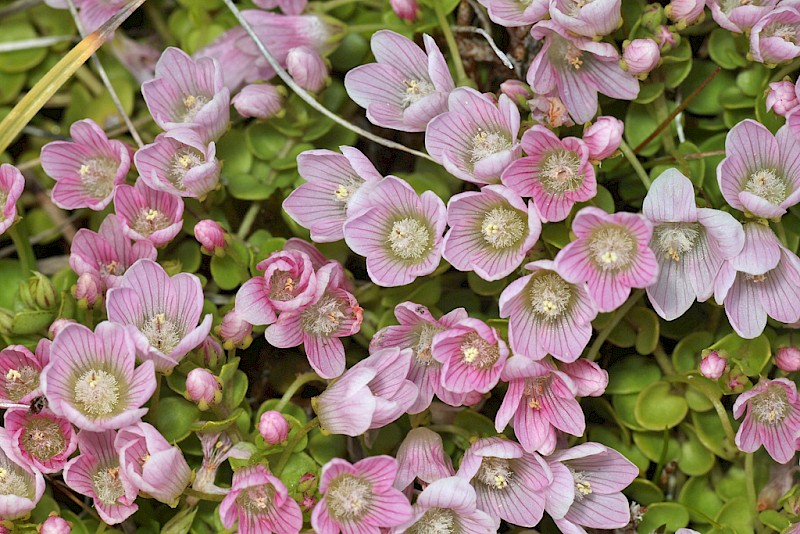 Anagallis tenella - © Barry Stewart