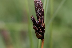 Carex montana Soft-leaved Sedge