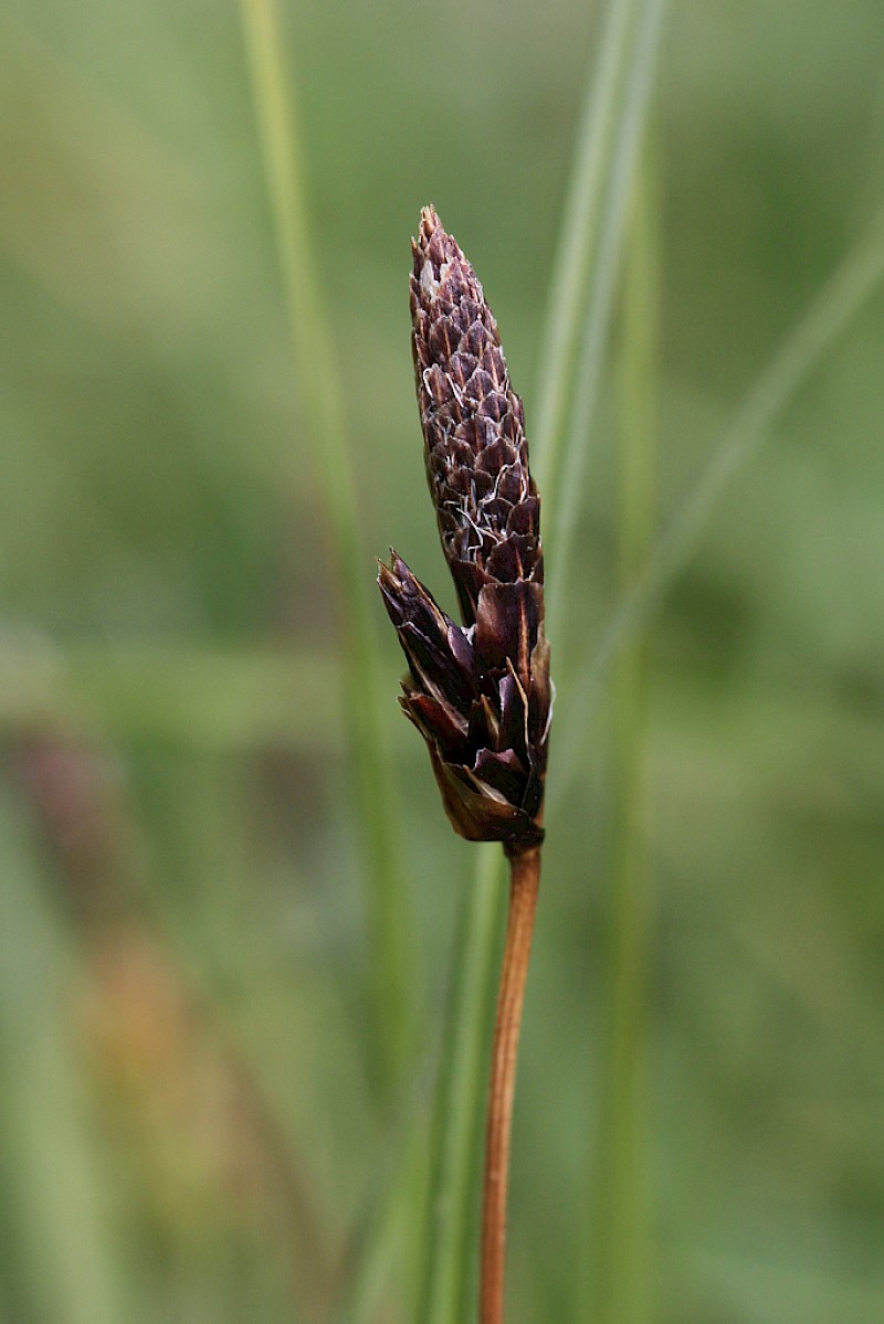 Carex montana - © Barry Stewart