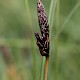 Carex montana