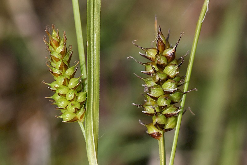 Carex x fulva - © Barry Stewart