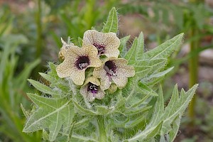 Hyoscyamus niger Henbane