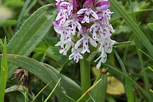 Neotinea ustulata Burnt Orchid