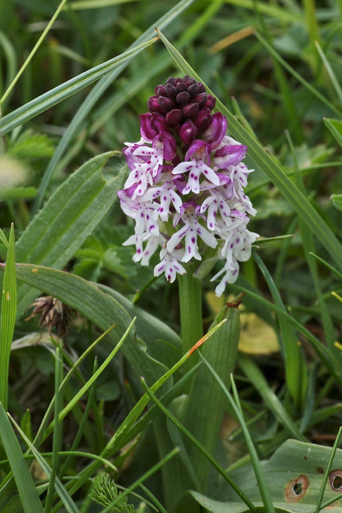 Neotinea ustulata