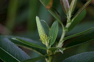 Salix triandra Almond Willow